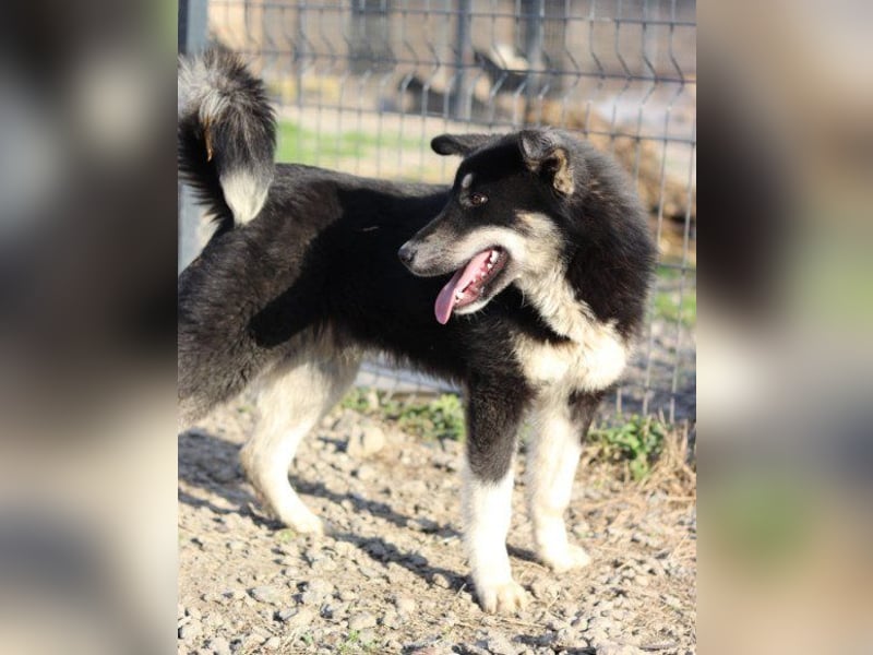 Husky-Mix ♥Khan♥ fit, freundlich und klug