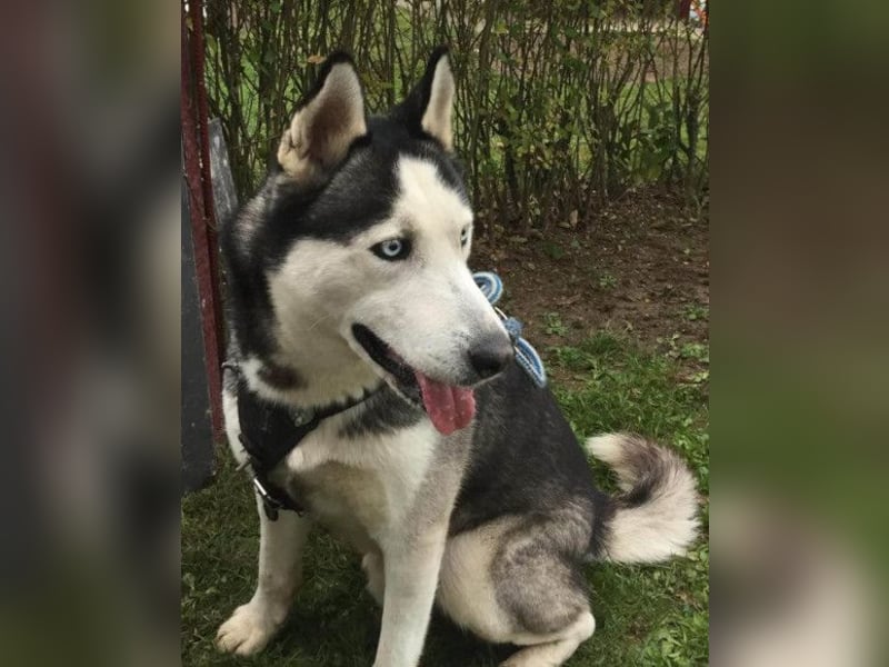 MAX❤️ bezaubernder, menschenbezogener Husky-Rüde, sozial mit Artgenossen & Kindern