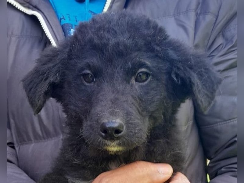 Lieber Srecko ❤️ schmusiger Husky-Mix