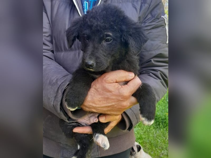 Lieber Srecko ❤️ schmusiger Husky-Mix