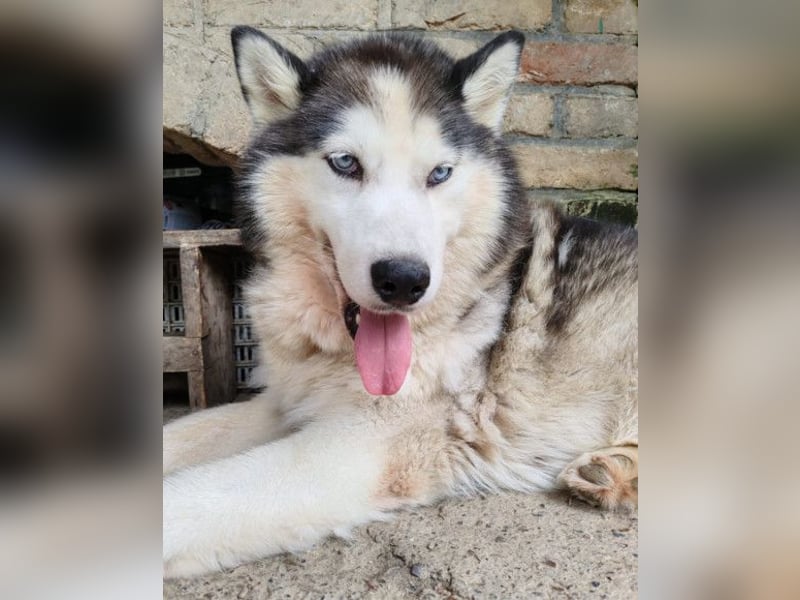 Dragan ❤️ kuschliger, verspielter Husky-Mix Rüde!