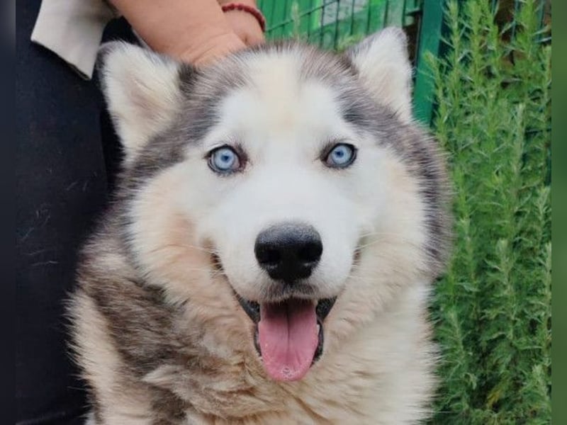 Dragan ❤️ kuschliger, verspielter Husky-Mix Rüde!
