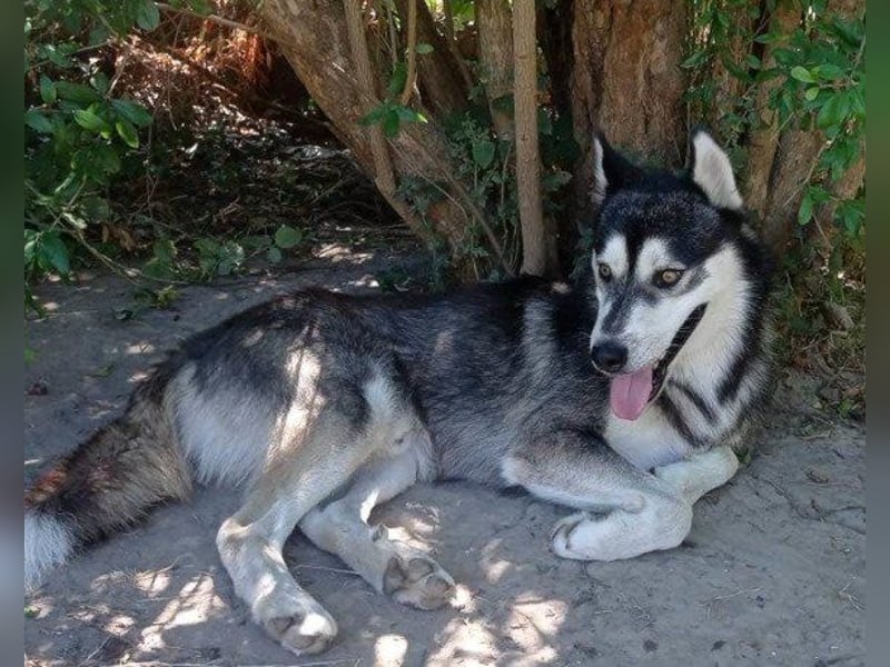 Husky Tedy: aktiv und lebensfroher Bub