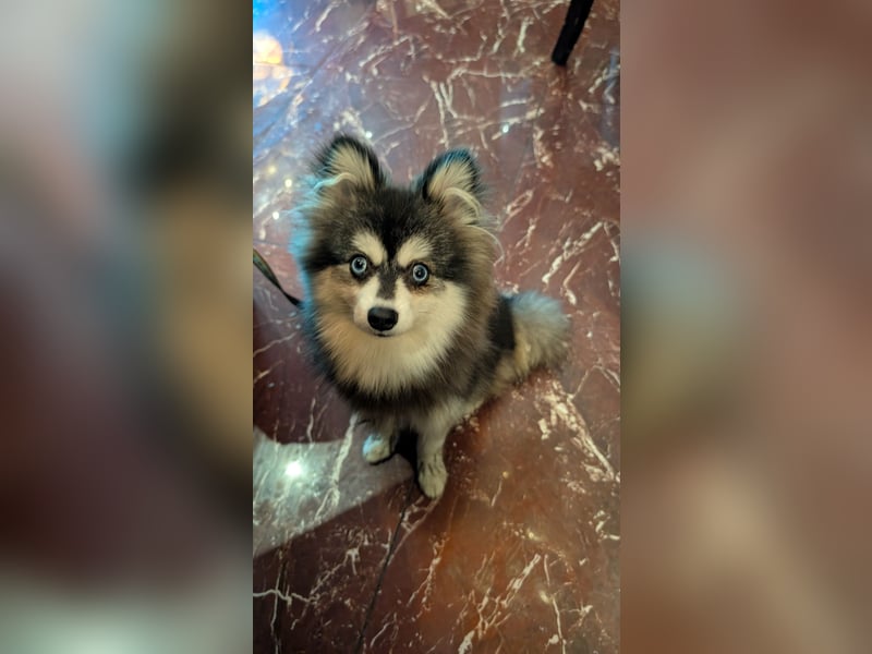 Husky im Miniformat (Pomsky) Rüde 7 Monate