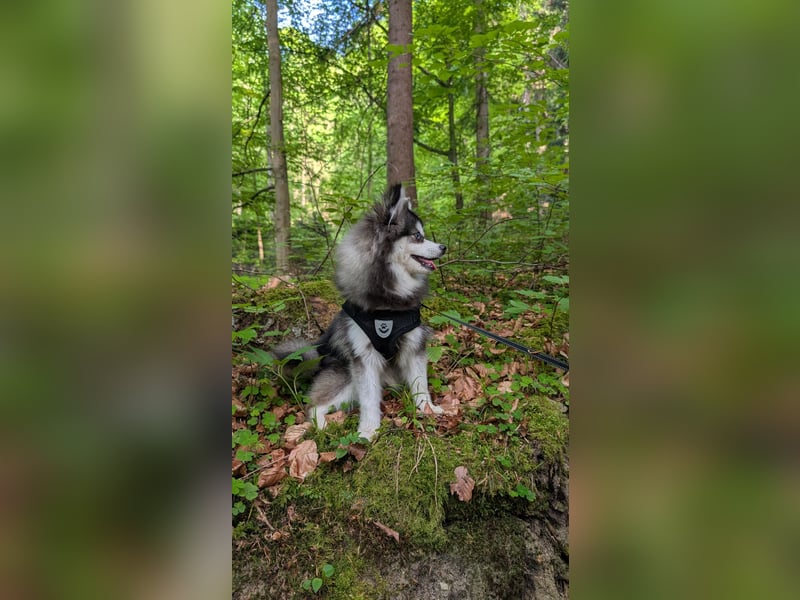Husky im Miniformat (Pomsky) Rüde 7 Monate