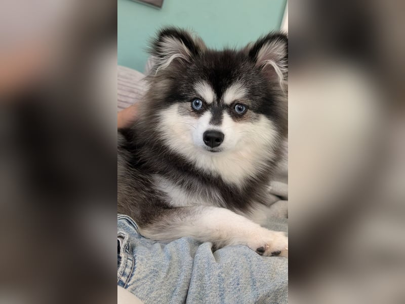 Husky im Miniformat (Pomsky) Rüde 7 Monate