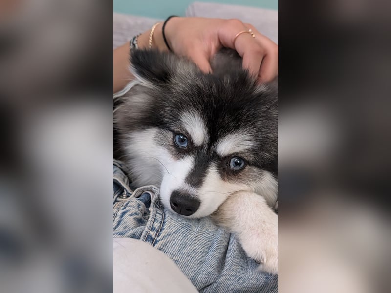 Husky im Miniformat (Pomsky) Rüde 7 Monate