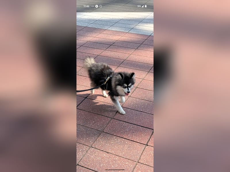 Husky im Miniformat (Pomsky) Rüde 7 Monate