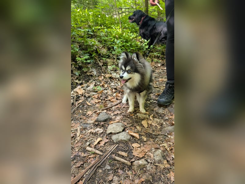 Husky im Miniformat (Pomsky) Rüde 7 Monate