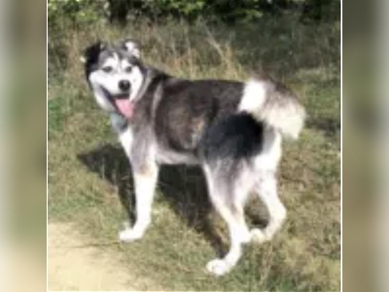 Thor- Huskyrüde,ca. 2012 geboren, sucht schon so lange