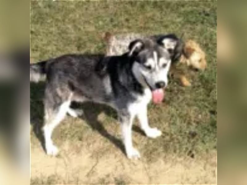 Thor- Huskyrüde,ca. 2012 geboren, sucht schon so lange
