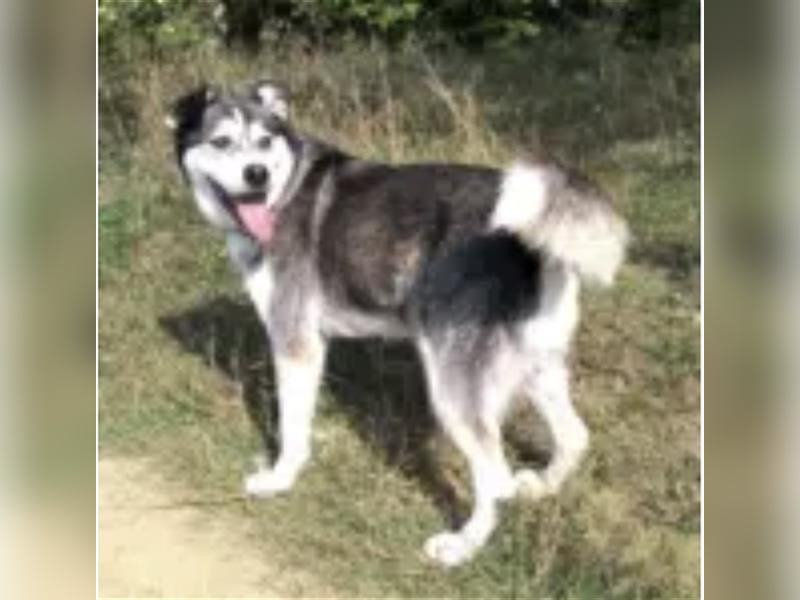 Thor- Huskyrüde,ca. 2012 geboren, sucht schon so lange
