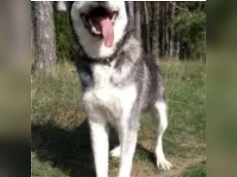 Thor- Huskyrüde,ca. 2012 geboren, sucht schon so lange