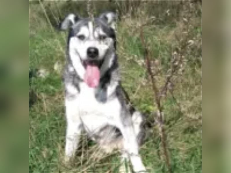 Thor- Huskyrüde,ca. 2012 geboren, sucht schon so lange
