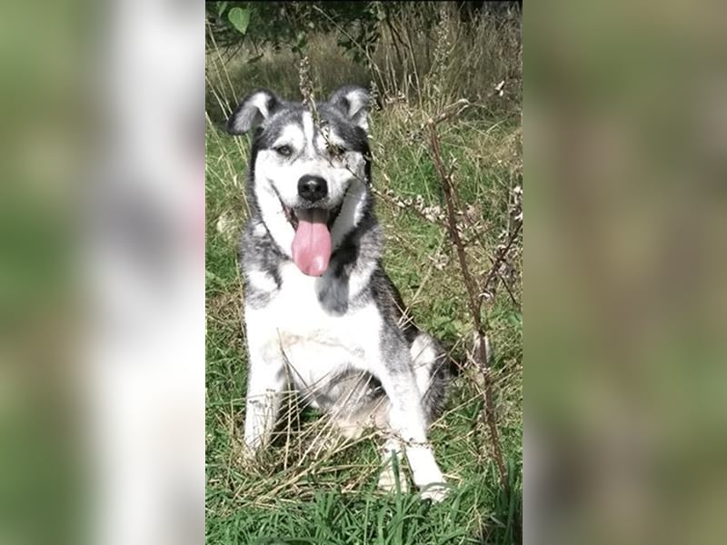 Thor- Huskyrüde,ca. 2012 geboren, sucht schon so lange