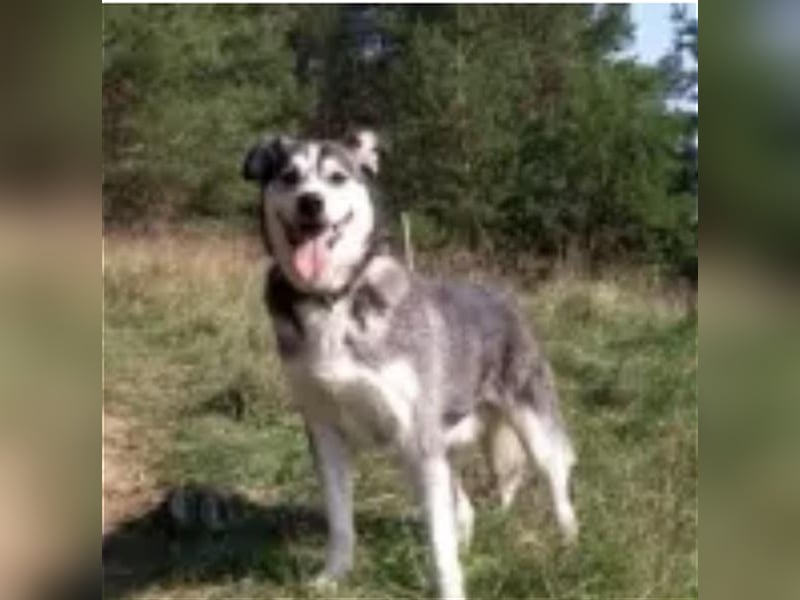 Thor- Huskyrüde,ca. 2012 geboren, sucht schon so lange