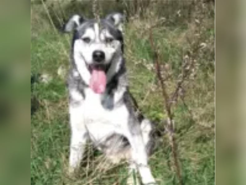 Thor- Huskyrüde,ca. 2012 geboren, sucht schon so lange