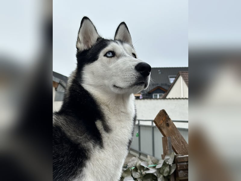Deckrüde – Sibirischer Husky, 1 Jahr alt, reinrassig & kerngesund