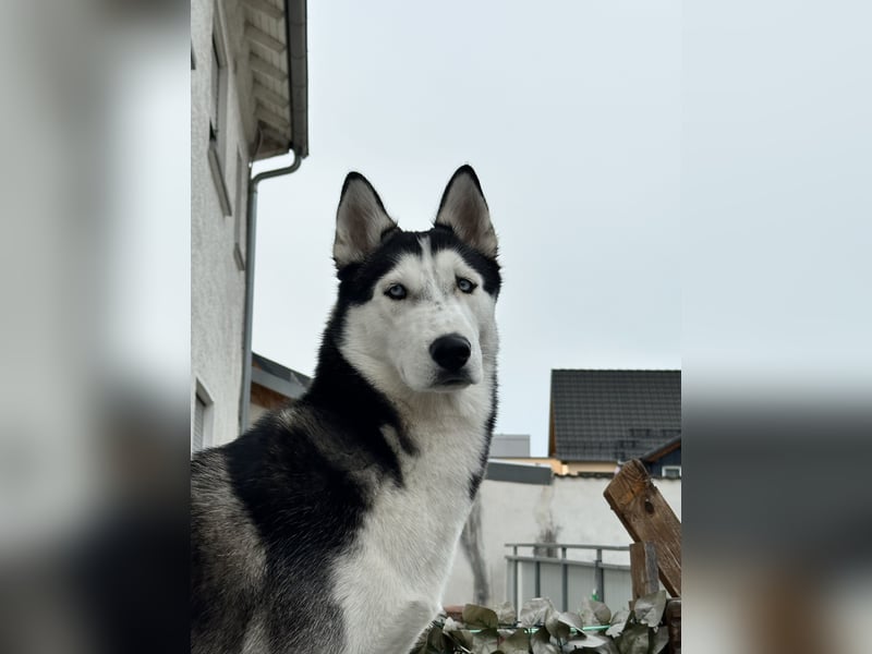Deckrüde – Sibirischer Husky, 1 Jahr alt, reinrassig & kerngesund