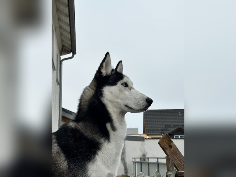 Deckrüde – Sibirischer Husky, 1 Jahr alt, reinrassig & kerngesund