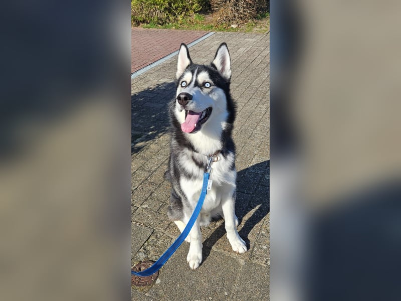 Husky Junghund 8 Monate alt