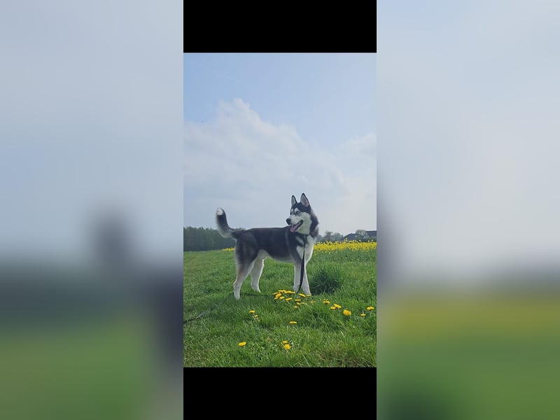 Husky Junghund 8 Monate alt