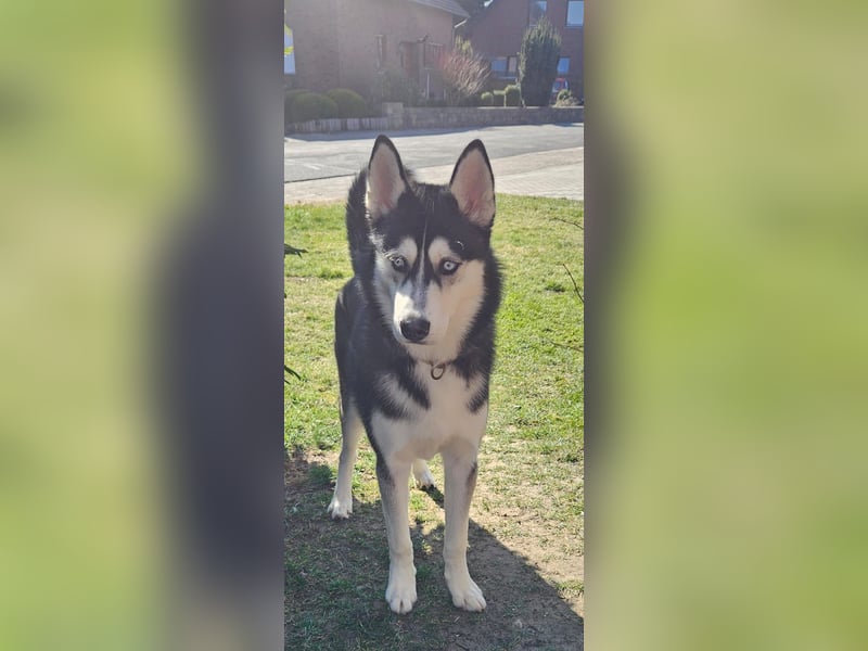 Husky Junghund 8 Monate alt