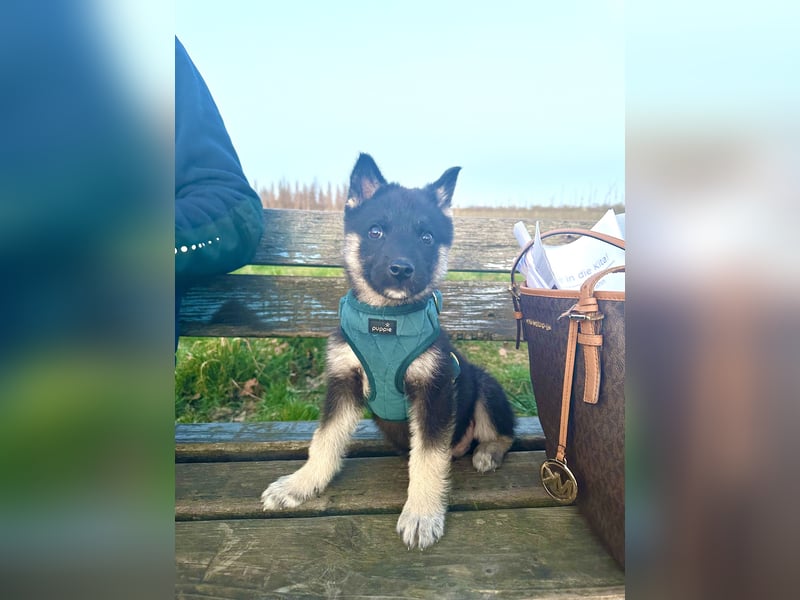 Sibirischer Husky Mischling
