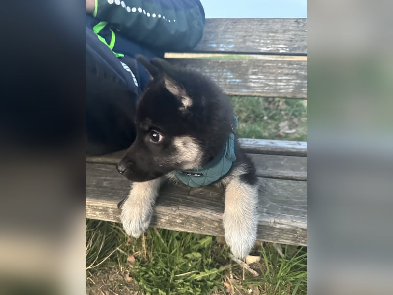 Sibirischer Husky Mischling