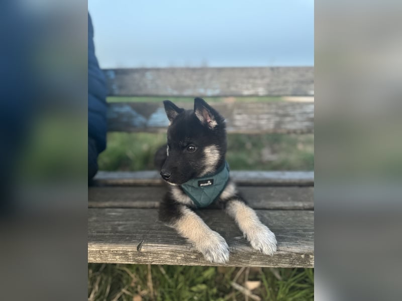 Sibirischer Husky Mischling