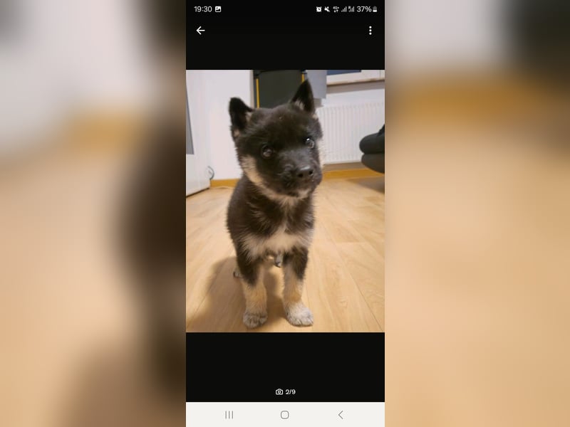 Sibirischer Husky Mischling