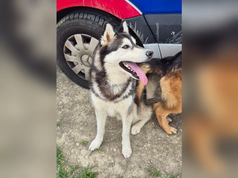 Hachiko, er wird immer übersehen