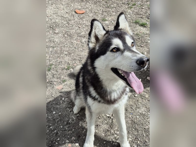 Hachiko, er wird immer übersehen