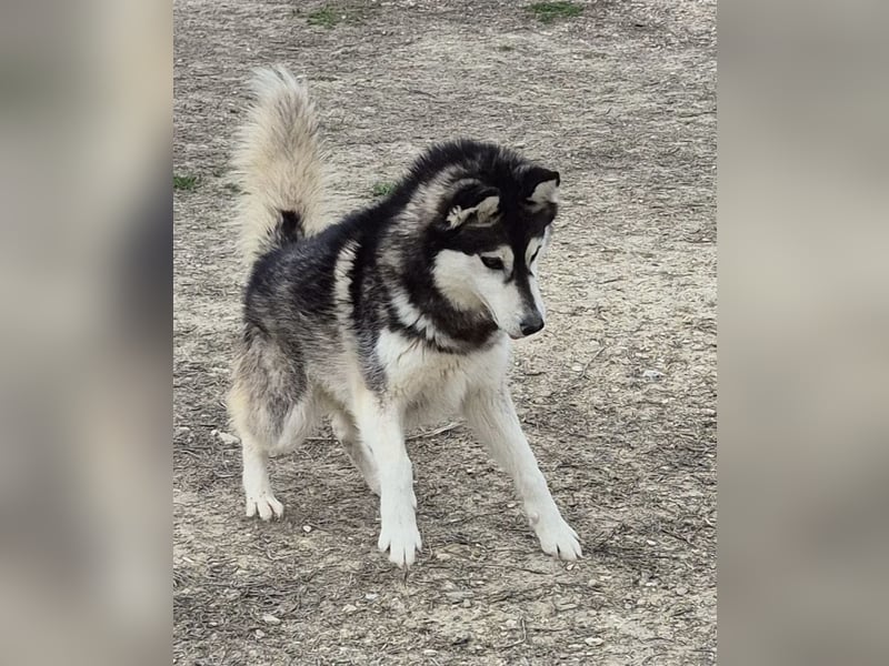 Hachiko, er wird immer übersehen