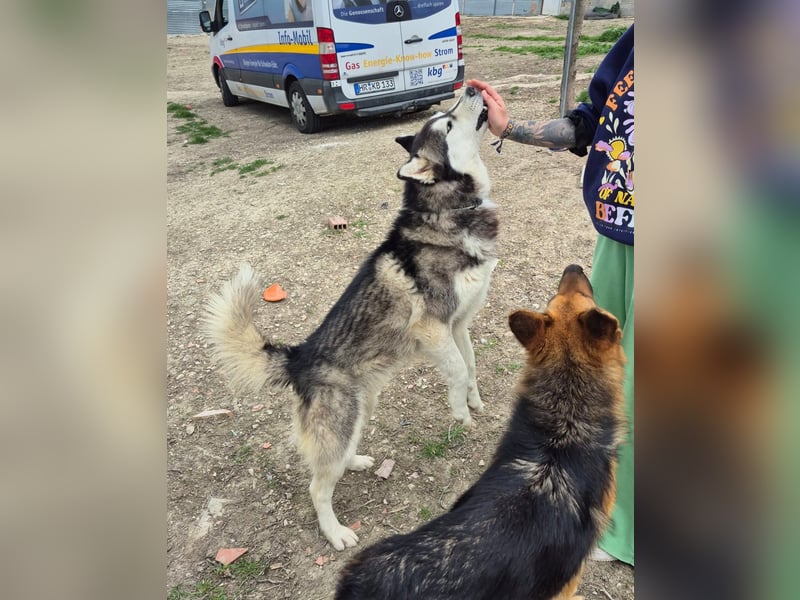Hachiko, er wird immer übersehen