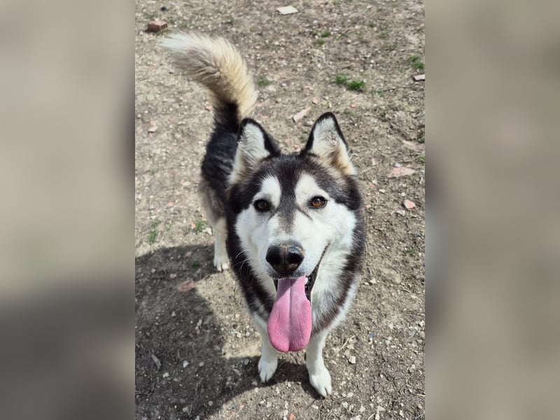 Hachiko, er wird immer übersehen