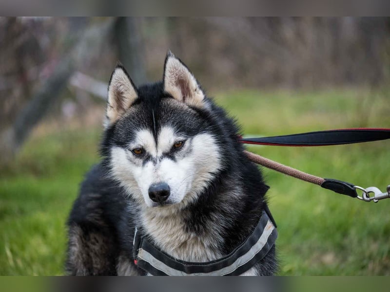 Magnus SI – Vorsichtiger Husky auf dem Weg zurück ins Leben