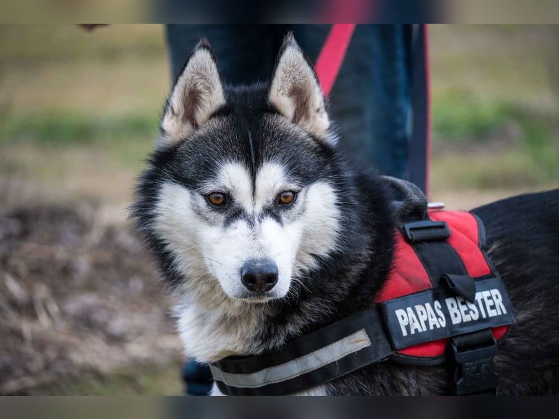 Magnus SI – Vorsichtiger Husky auf dem Weg zurück ins Leben
