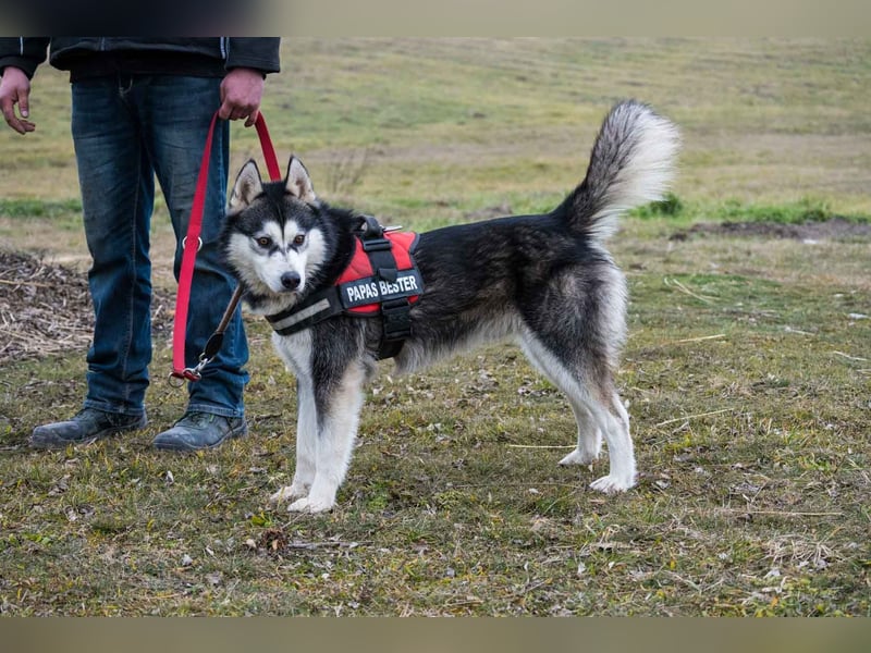 Magnus SI – Vorsichtiger Husky auf dem Weg zurück ins Leben