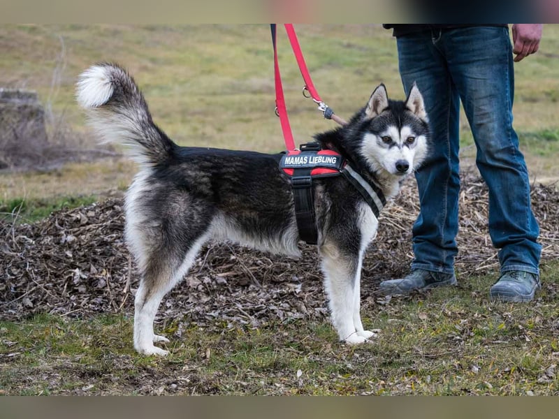 Magnus SI – Vorsichtiger Husky auf dem Weg zurück ins Leben