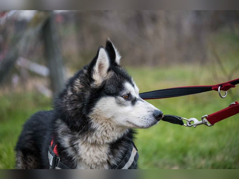 Magnus SI – Vorsichtiger Husky auf dem Weg zurück ins Leben