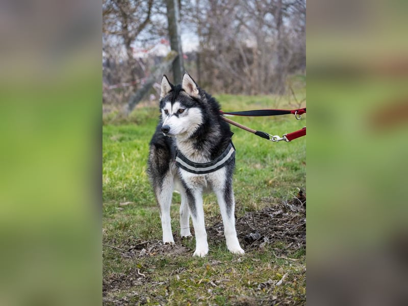 Magnus SI – Vorsichtiger Husky auf dem Weg zurück ins Leben