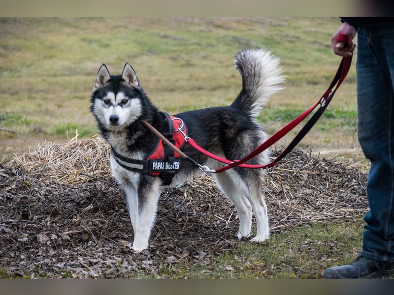 Magnus SI – Vorsichtiger Husky auf dem Weg zurück ins Leben