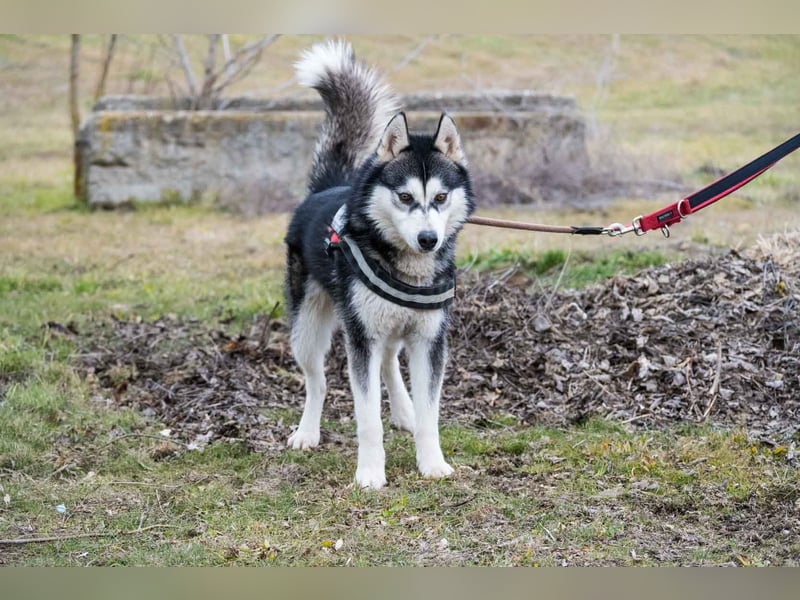 Magnus SI – Vorsichtiger Husky auf dem Weg zurück ins Leben