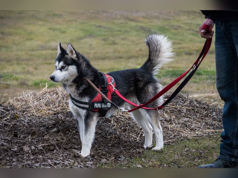 Magnus SI – Vorsichtiger Husky auf dem Weg zurück ins Leben