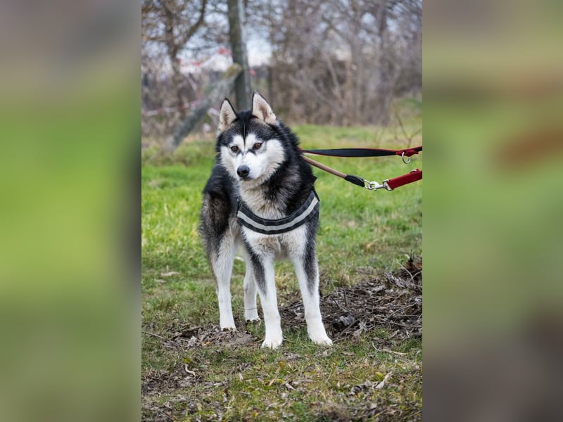 Magnus SI – Vorsichtiger Husky auf dem Weg zurück ins Leben