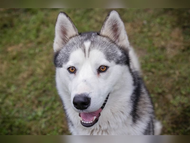 NANOOK - der hübsche Rüde sucht ein liebevolles Zuhause mit Hundeerfahrung