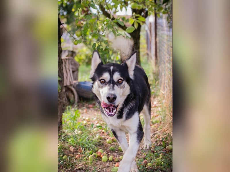 Chip-Nr. 245725 - der hübsche Husky-Mix Rüde möchte mit seinen Menschen tolle Abenteuer erleben