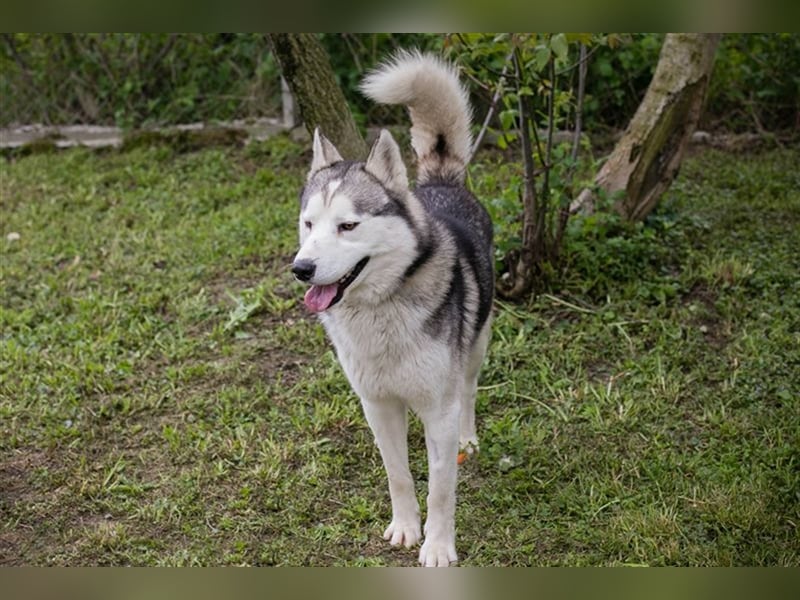 NANOOK - der hübsche Rüde sucht ein liebevolles Zuhause mit Hundeerfahrung