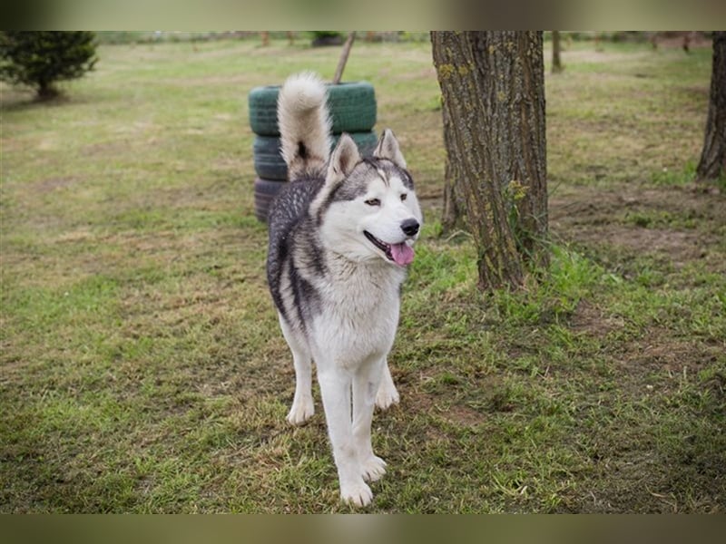 NANOOK - der hübsche Rüde sucht ein liebevolles Zuhause mit Hundeerfahrung